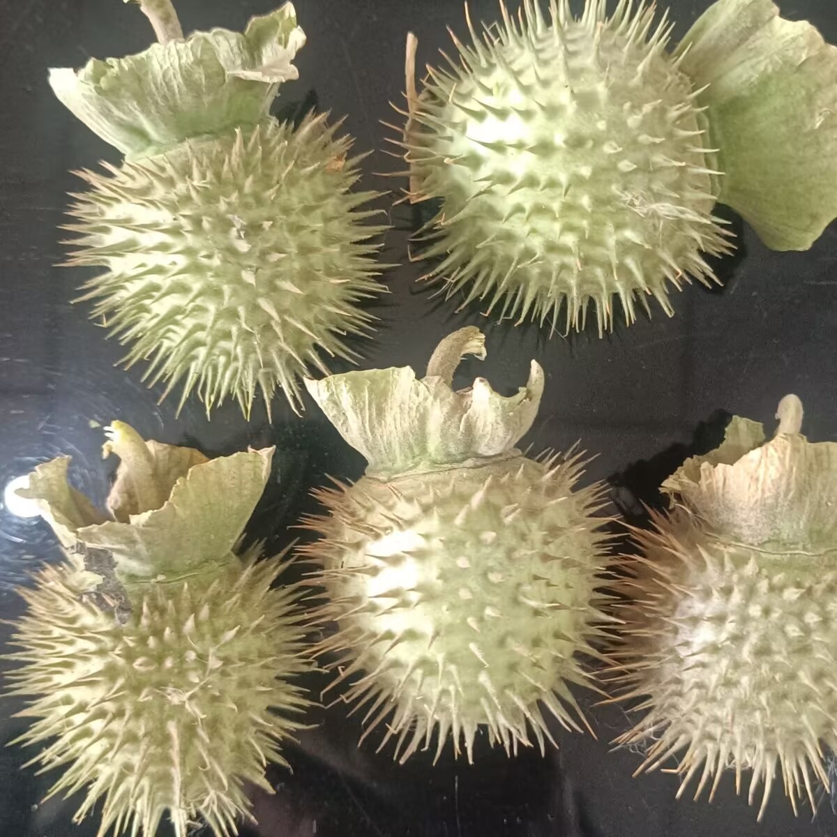 Candle Making And Perfume - Vagens de datura secas naturais de